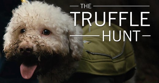 Original Fare:The Truffle Hunt Season 2 Episode 15