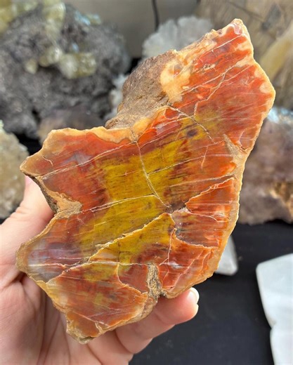 Polished Petrified Wood (868 G) – Golden & Red Fossilized Wood From Arizona – Natural Stone Slice - Etsy