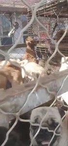 LONG BUT IMPORTANT CHINA PUG UPDATE! In March of this year 2021 we rescued 32 dogs in China from slaughter. 16 pugs. 14 French Bulldogs. 2 Pekingese. These dogs were pulled directly off dog meat trucks bound for slaughter. Many were sick. All were immediately taken to clinics across Beijing for treatment. 7 of our Frenchies died from Canine Coronavirus and Distemper despite our efforts to save them. Including the white Frenchie boy in this video. Shockingly all the pugs survived. We rescued 1 mo