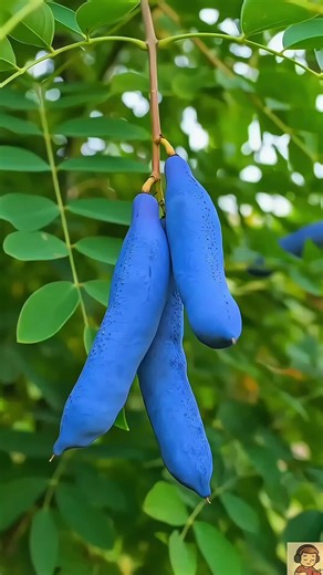 Relaxing Fruit ASMR Cutting Sounds