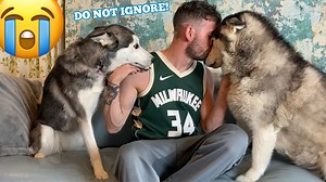 73K views · 5.8K reactions | Jealous Husky Hates To Be Ignored!!. #huskylife | Milperthusky | Facebook