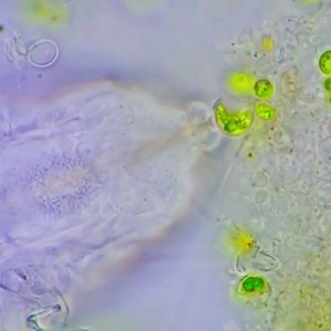 A hungry tardigrade snacking on some algae. This is a Hybsius tardigrade, which is vegetarian. This little water bear can be seen poking through the membrane of the algae (Chlorella) with its stylet organ and sucking up the contents as a delicious snack. Tardigrades are survivors. They can withstand extreme temperatures and a European Space Agency study recently confirmed they can survive in the vacuum of space. Video credit: IG/@nomadic_nostoc | IFLScience