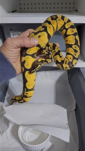 Color on this girl is insane🤩 #joinreptiles #ballpython #royalpythons #pythonregius #reptiles #pets