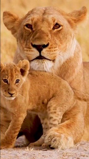 Relaxing lion cub sounds– Peaceful Wildlife Music