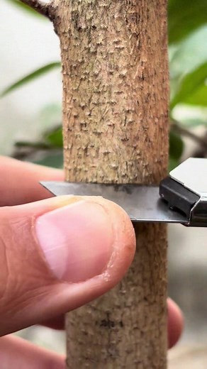 How to graft trees. #graftingtechniques #fruitplants #fruitlover | V-U Film
