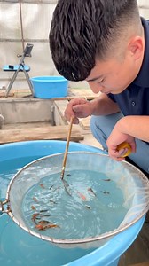 60K views · 699 reactions | Koi Farming in Japan ❤️ Sakai Fish Farm, Hiroshima Baby Fish Selection. #koi #japanesekoi #fish | Yvo - The Koi Partner | Facebook