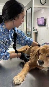 Penn foster vet tech externship one skill 08 dog vitals