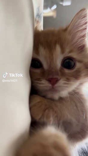 サイベリアン子猫のゴロゴロ音（音楽なし）｜お昼寝のかわいいお顔とおてて