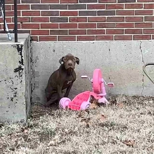 Hungry and alone, Nico longed for recognition. When his rescuer appeared, he collapsed into her embrace, feeling safe and cherished at last. (Full Story in C0mments)👇 👇 | Animal Lovers