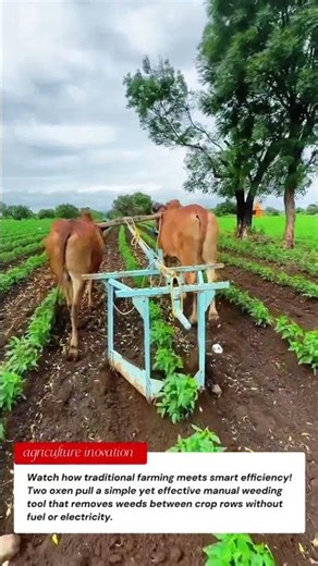 Traditional Farming with Oxen | Smart Weeding Tool Saves Time & Labor