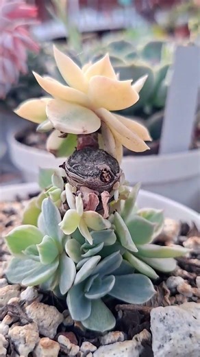 Echeveria Subsessilis Variegada #suculentas #plantas #garden #shorts