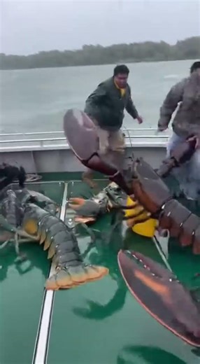 HE GAVE US A HEART ATTACK! 😱 Giant Tommm Attacks Boat on Congo River
