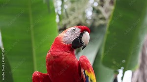 Beautiful red macaw parrot sits on a tree branch, ara, wild bird
