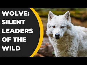 7 Things You Didn't Know About Wolves