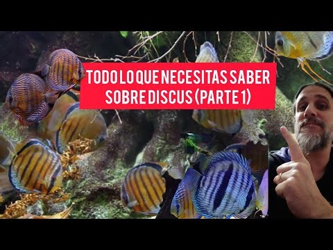 Todo lo que necesitas saber sobre DISCUS!! (Parte 1)