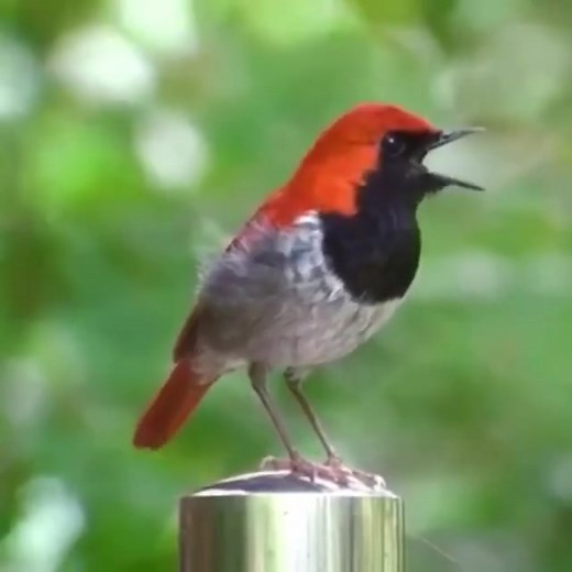 Ryukyu Robin (Larvivora komadori) | BIRDS & Nature