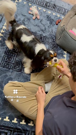 Play Growl or Real Growl? Here’s How to Tell 🐶💬 Many people panic when a dog growls — but dogs use growls in different ways! Understanding the difference keeps everyone safe and confident around dogs 🐾 ✔️ Play Growl: Happens during fun. The dog’s body is loose, wiggly, bouncy, with soft eyes and a happy tail. This simply means “I’m excited and enjoying this!” ⚠️ Real / Warning Growl: The dog looks stiff, tense, still, with tight lips and a hard stare. This means “I’m uncomfortable — please gi