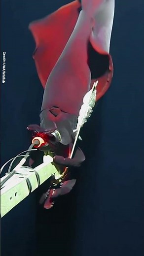 Rare Footage of a Glowing Deep Sea Monster