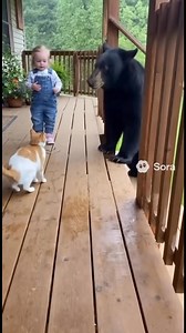 303K views · 5.2K reactions | Just a bear playing with a toddler and cat | Robbie The Problem Cat | Facebook