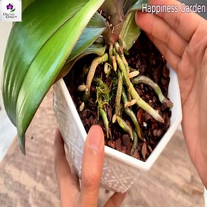 76K views · 1K reactions | The Secret to Orchid Cuttings: Propagate & Bloom All Year! | Orchid Garden USA | Facebook