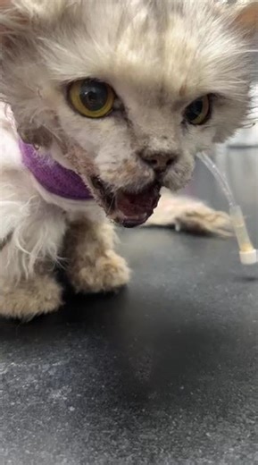 Update on Calla [STORY BELOW]