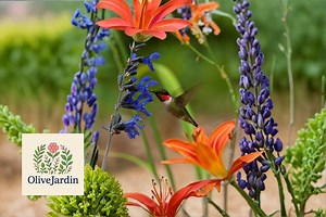 50 Black and Blue Salvia Seeds – Salvia Guaranitica – Blue Flower Perennial Seeds - Etsy