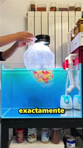 This is how you should put fish in a fish tank 😲