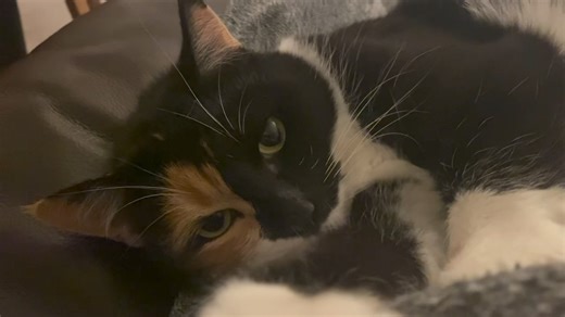 Just a little purr machine tonight. Hug your fur babies. Goodnight all. 💙 | Quinn The Calico Princess