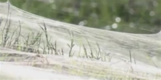 Ballooning, the reason you’ve seen more spider webs floating around