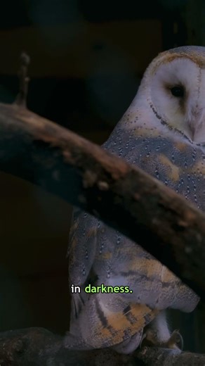 In darkness, a barn owl can strike without a sound