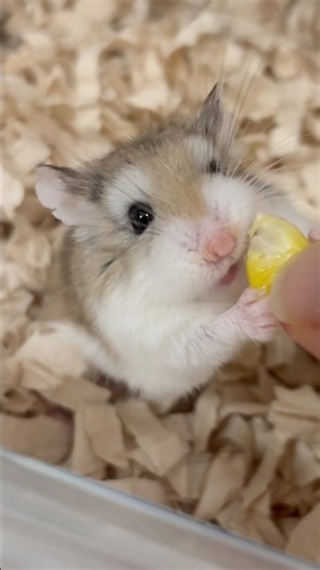 Robo the hamster who loves corn 🐹❤️ So cute standing up to eat #RoborovskiHamster