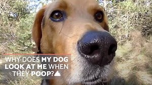Why Does My Dog Look at Me When They Poop? ??