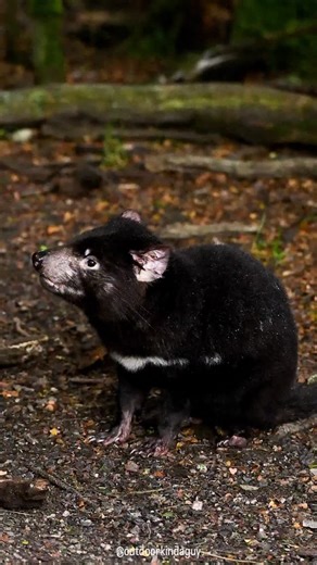 1.2K reactions · 51 shares | The Tasmanian Devil, known for their...