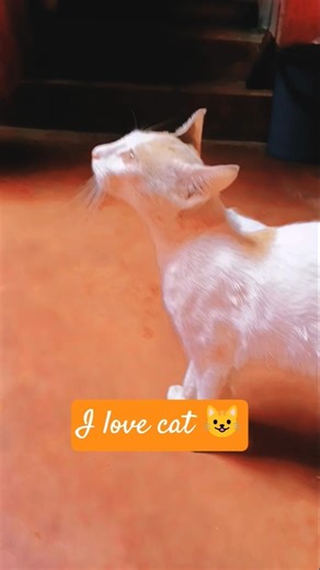 #I love cat 😺#shortsvideo ❤️