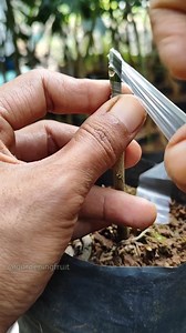 27K views · 335 reactions | Propagation orange tree by grafting & plant care EP86 #嫁接 #fruit_grafting #прививка #接ぎ木 #gardening101 #زراعة #injerto #innesto #fruittree | GardeningFruit | Facebook