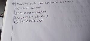 Bacilli are the bacteria that are