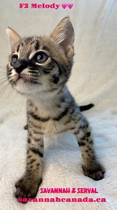 59 reactions · 5 comments | Baby melody ❤️❤️ 7 weeks old F2 savannah...