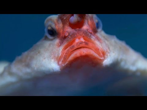 Red Lipped Batfish!!!