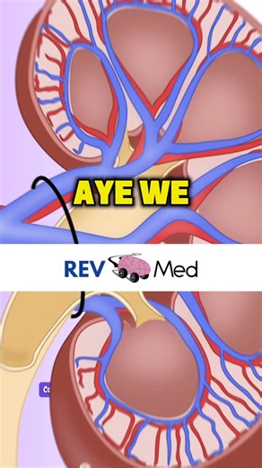 Kidney Anatomy & Circulation Rap with REV MED. Comment “Kidney” and we’ll send you our high yield lesson on RAAS. You don’t want to miss this video! ✅ Overview⁣⁣⁣ Kidneys are supplied with blood through the renal arteries entering at the renal hilum, from the abdominal aorta, directly distal to the superior mesenteric artery. Abdominal aorta is slightly left of the midline, which makes the right renal artery longer & will cross the vena cava posteriorly. Renal artery forms an anterior 75% blood 