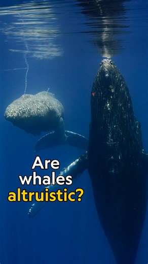 National Geographic on Instagram: "Are whales empathetic? Throughout history, these giants of the sea have been seen altruistically supporting one another in times of need, which researchers believe is a form of affective empathy—where the whale recognizes an emotional state, such as distress, without experiencing it themselves. Discover more about altruistic whale behaviors at the link in bio. #IncredibleAnimalJourneys is now streaming on @DisneyPlus."