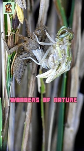 POV - The incredible moment a dragonfly takes flight #nature #dragonfly #transformation