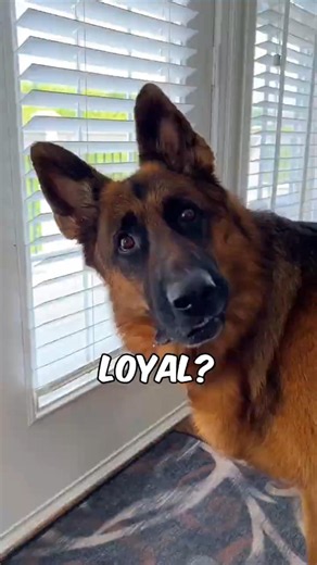 Top 3 Most Loyal Dog Breeds Ever #dogfacts #loyaldog #facts