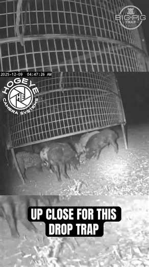 Up close and personal for this hog trapping with the Big Pig Drop Trap