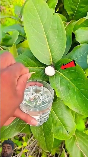 Magical plant that burns fire 🤯 #fire