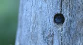 Carpenter bee builds a nesting cavity in a log and throws wood...
