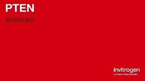 PTEN antibodies from Thermo Fisher Scientific