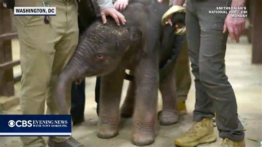 The Smithsonian’s National Zoo in Washington is asking the public to help name its new baby elephant — the first born there in 25 years. The female calf, described as alert and bright-eyed, weighed 308 pounds at birth. Voting is open on the zoo’s website, with the final naming set for next week. | CBS Evening News