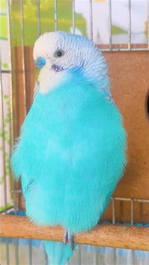 Where's my bird's foot?😲