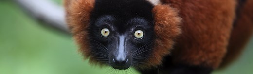Red Ruffed Lemur - Duke Lemur Center