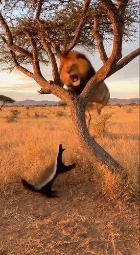 Honey Badger vs Lion – Savage Desert Clash 🦡🦁 | Epic Animal Clash